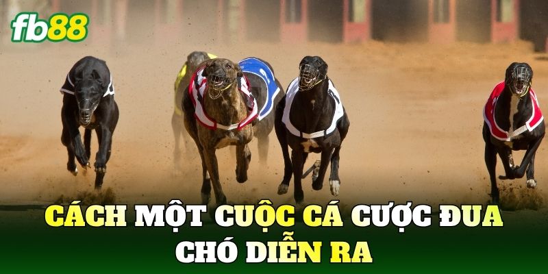 Cách một cuộc Cá Cược Đua Chó diễn ra