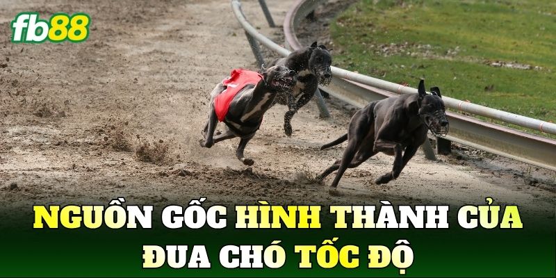 Nguồn gốc hình thành của đua chó tốc độ