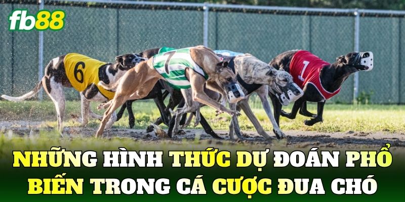 Những hình thức dự đoán phổ biến trong cá cược đua chó